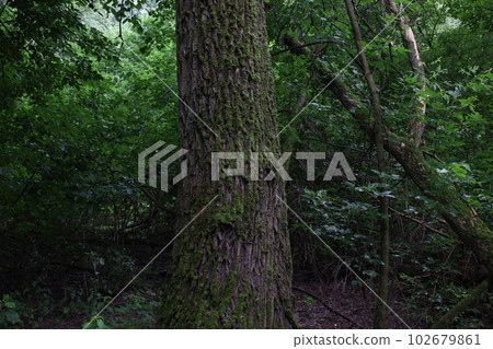 Wet foliage in a rainy forest, summer rainy woods 102679861