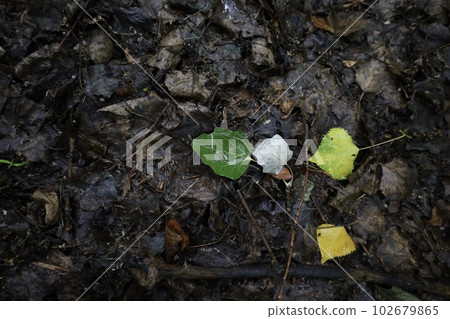 Wet foliage in a rainy forest, summer rainy woods Wet foliage in a rainy forest, summer rainy woods 102679865