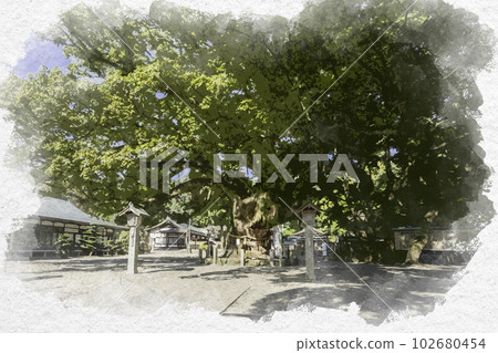 Watercolor-style Cannabis Hiko Shrine Sacred Tree Naruto City, Tokushima Prefecture Watercolor-style Cannabis Hiko Shrine Sacred Tree Naruto City, Tokushima Prefecture 102680454