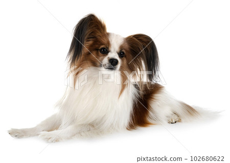 papillon dog in studio papillon dog in studio 102680622