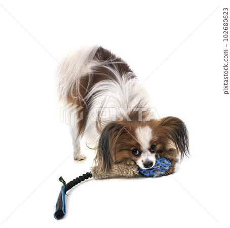 papillon dog in studio 102680623