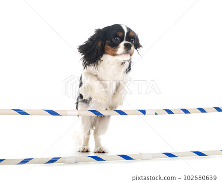cavalier king charles 102680639
