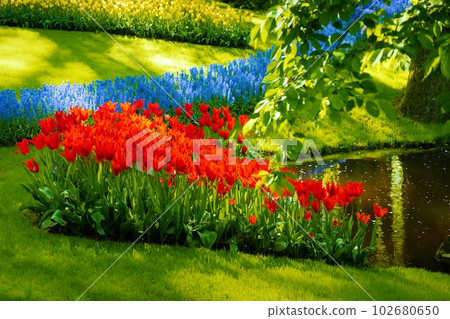 Beautiful scenery of Keukenhof Gardens, a famous tourist attraction in the Netherlands. 102680650