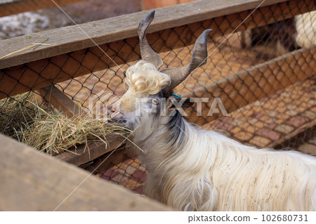 Shaggy white mountain goat eating 102680731