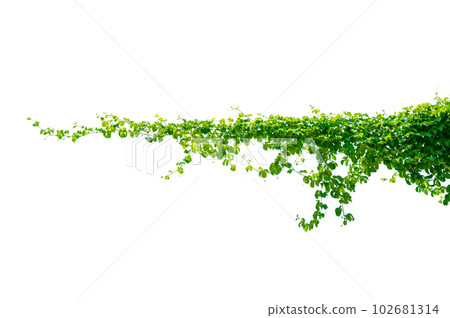 leaf vine isolates on a white background 102681314
