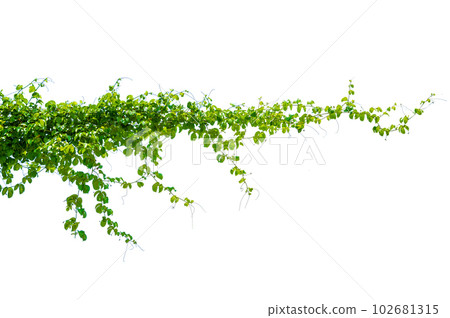 leaf vine isolates on a white background leaf vine isolates on a white background 102681315