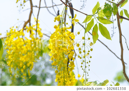Golden shower , Cassia fistula or pudding pipe tree or yellow flower 102681338