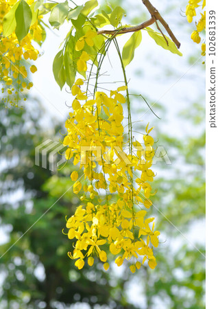Golden shower , Cassia fistula or pudding pipe tree or yellow flower 102681339