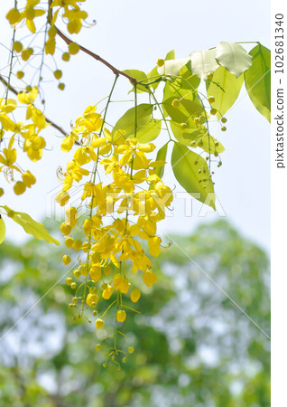 Golden shower , Cassia fistula or pudding pipe tree or yellow flower 102681340