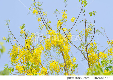 Golden shower , Cassia fistula or pudding pipe tree or yellow flower 102681342