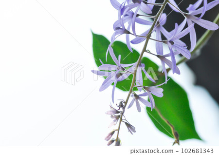 Sandpaper vine, Purple wreath or Queens wreath or purple flower Sandpaper vine, Purple wreath or Queens wreath or purple flower 102681343