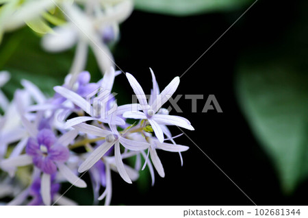Sandpaper vine, Purple wreath or Queens wreath or purple flower Sandpaper vine, Purple wreath or Queens wreath or purple flower 102681344