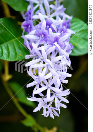 Sandpaper vine, Purple wreath or Queens wreath or purple flower 102681345