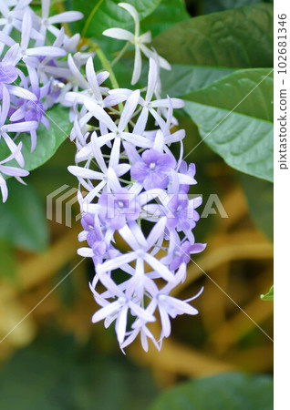 Sandpaper vine, Purple wreath or Queens wreath or purple flower Sandpaper vine, Purple wreath or Queens wreath or purple flower 102681346