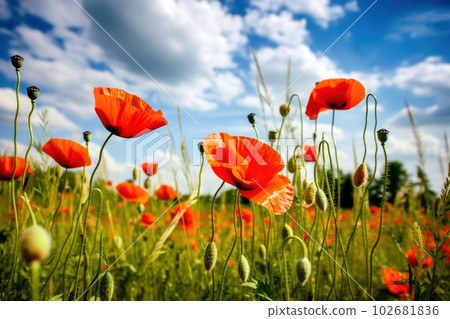 Poppies flowers in field Poppies flowers in field 102681836