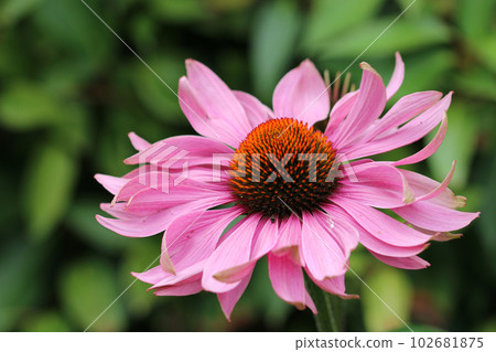 Pink coneflower flower in close up Pink coneflower flower in close up 102681875
