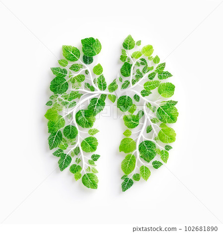 Human lungs made with fresh green leaves on white background Human lungs made with fresh green leaves on white background 102681890