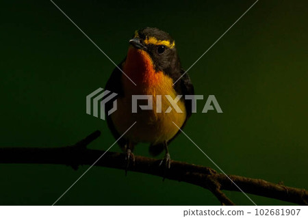 基比塔基 102681907