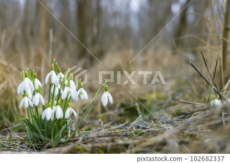 Snowdrops, Podyji, Southern Moravia, Czech Republic Snowdrops, Podyji, Southern Moravia, Czech Republic 102682337