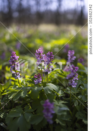 Hollow smokestack (Corydalis cava), spring forest, Southern Moravia, Czech Republic Hollow smokestack (Corydalis cava), spring forest, Southern Moravia, Czech Republic 102682342