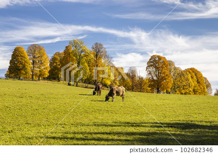 autumn landscape of Dachstein region, Austria 102682346
