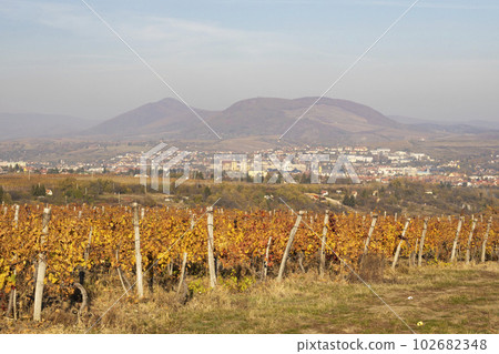 vineyard near the city Eger, northern Hungary vineyard near the city Eger, northern Hungary 102682348