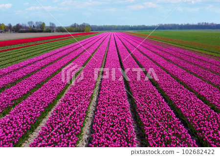 It is a beautiful landscape in the Netherlands, a famous tourist attraction. It is a beautiful landscape in the Netherlands, a famous tourist attraction. 102682422