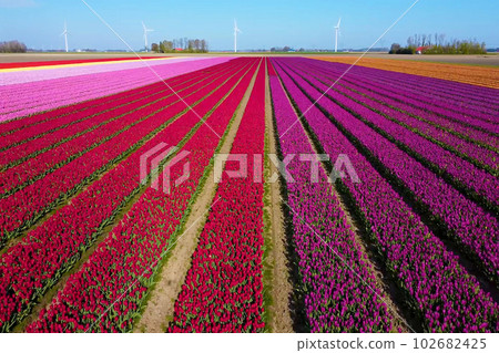 It is a beautiful landscape in the Netherlands, a famous tourist attraction. It is a beautiful landscape in the Netherlands, a famous tourist attraction. 102682425
