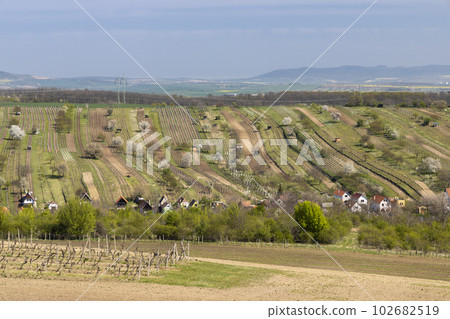 Spring vineyard near Mutenice, Southern Moravia, Czech Republic 102682519