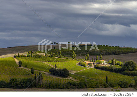 Typical Tuscan landscape with vineyard near Montalcino, Tuscany, Italy 102682594