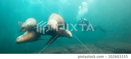 Sea Lion Swimming Underwater in the Pacific Ocean on the West Coast. 102683335