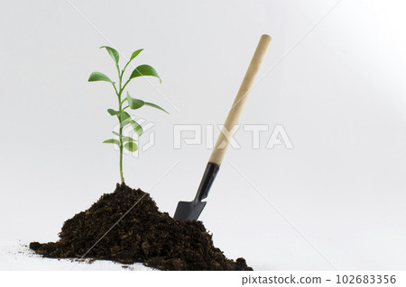 A sprout of a young tree planted in the ground. Next to the shovel. Still life on a white background. Concept photo. The concept of growth, development. Ecological concept, environmental car.. A sprout of a young tree planted in the ground. Next to the shovel. Still life on a white background. Concept photo. The concept of growth, development. Ecological concept, environmental car.. 102683356