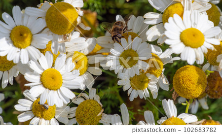 A bee-like syrphid fly perched on white chamomile flowers on a summer day. White wildflowers. Pollination of plants by insects. flower flie perched on white daisy in close up photography 102683782