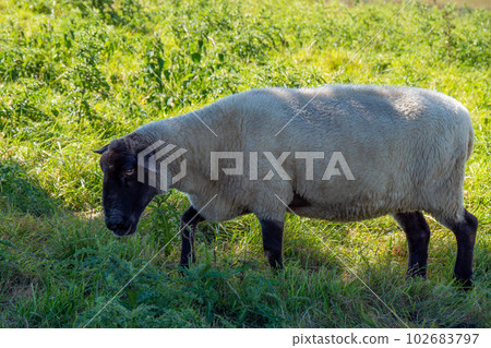 One white sheep with a black muzzle on a green pasture on a summer day. White sheep on green field 102683797
