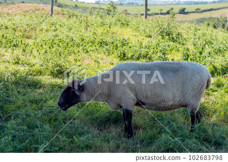 One white sheep with a black muzzle on a green pasture on a summer day. White sheep on grass field 102683798