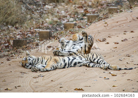 Bengal Tiger in Bandhavgarh National Park (India) Bengal Tiger in Bandhavgarh National Park (India) 102684163