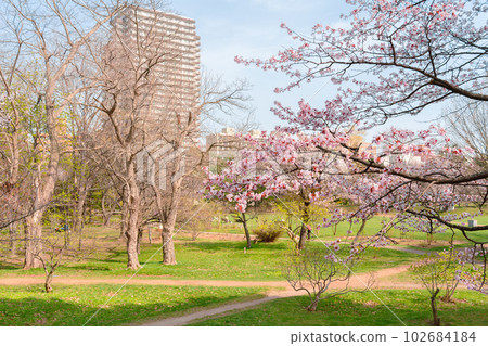 Nakajima park with cherry blossom at spring in Sapporo, Hokkaido, Japan 102684184
