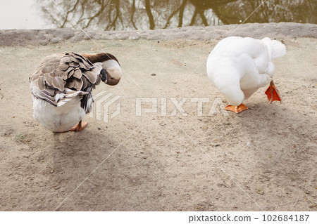 Country geese on the backyard. Brown and white geese in the zoo. Waterfowls on beach. Two birds clean feather. Wild birds concept. Wildlife concept. Farmland concept. Farm birds.  102684187