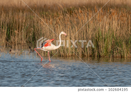 Greater Flamingo (Phoenicopterus roseus) in a swamp in spring. Greater Flamingo (Phoenicopterus roseus) in a swamp in spring. 102684195