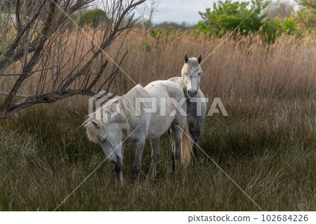 Camargue horses feeding in the marshes. 102684226