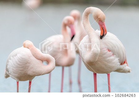 Greater Flamingos (Phoenicopterus roseus) in a swamp in spring. Greater Flamingos (Phoenicopterus roseus) in a swamp in spring. 102684263