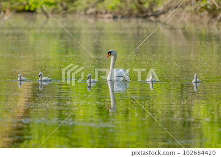 Mute swan (Cygnus olor) with her chicks in a river. 102684420