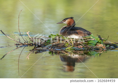Great Crested Grebe (Podiceps cristatus) brooding his nest on a river. 102684459