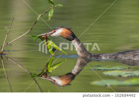 Great Crested Grebe (Podiceps cristatus) on its nest with two eggs. 102684492