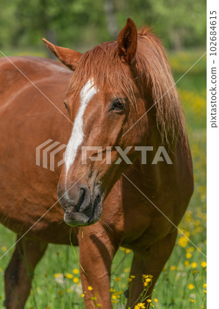 Horse in a green pasture filled with yellow buttercups. Horse in a green pasture filled with yellow buttercups. 102684615
