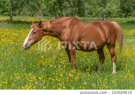 Horse in a green pasture filled with yellow buttercups. Horse in a green pasture filled with yellow buttercups. 102684619