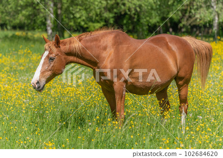 Horse in a green pasture filled with yellow buttercups. Horse in a green pasture filled with yellow buttercups. 102684620