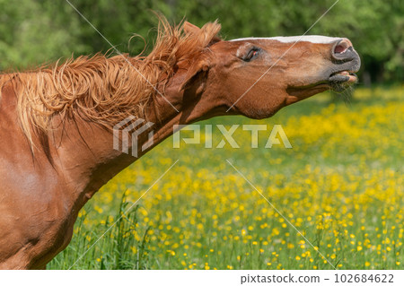 Horse shaking its mane in a green pasture filled with yellow buttercups. Horse shaking its mane in a green pasture filled with yellow buttercups. 102684622