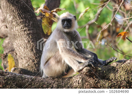 Hanuman Langur in Bandhavgarh National Park (India) 102684690