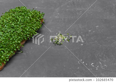 Sprouts of micro-green alfalfa grown at home on a linen rug, on a gray, dark background. The sprouts are lying nearby. Selective focus. Close-up. Sprouts of micro-green alfalfa grown at home on a linen rug, on a gray, dark background. The sprouts are lying nearby. Selective focus. Close-up. 102685470
